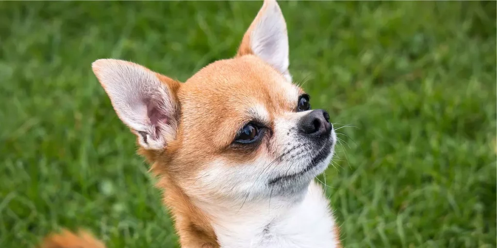  Chihuahua