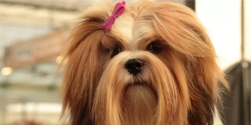 lhasa apso