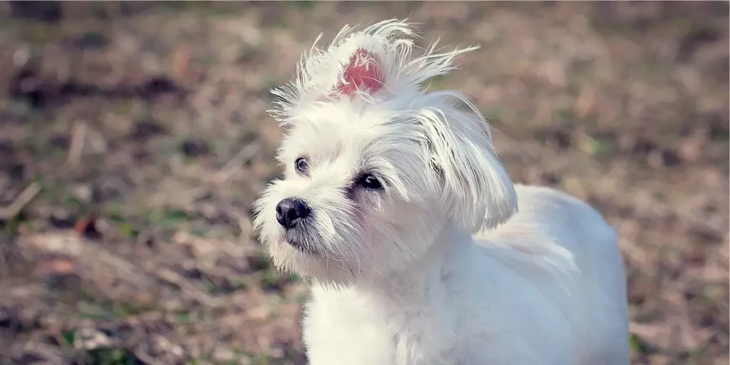 cachorro branco