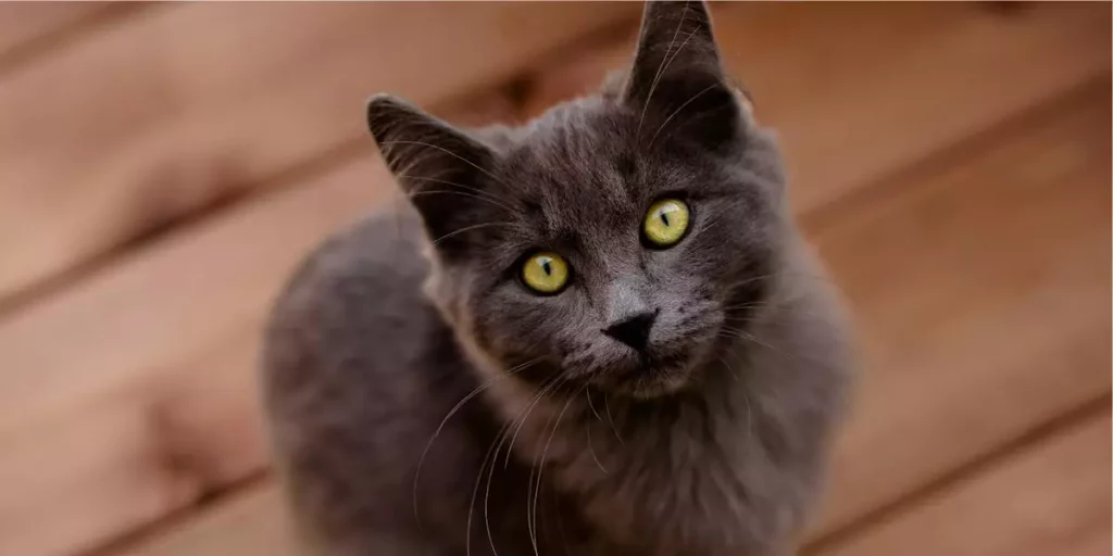 gato nebelung