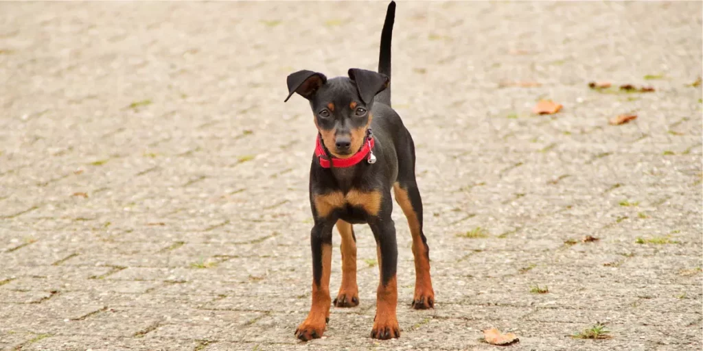 nomes para pinscher