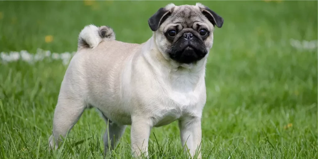 pug