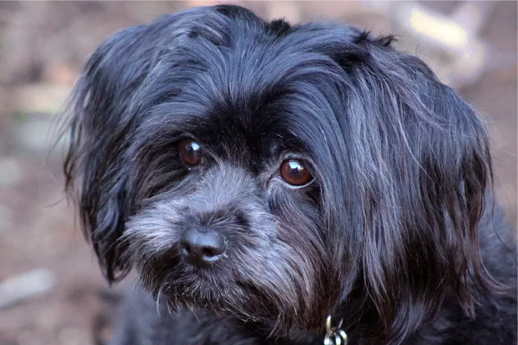 shih tzu preto