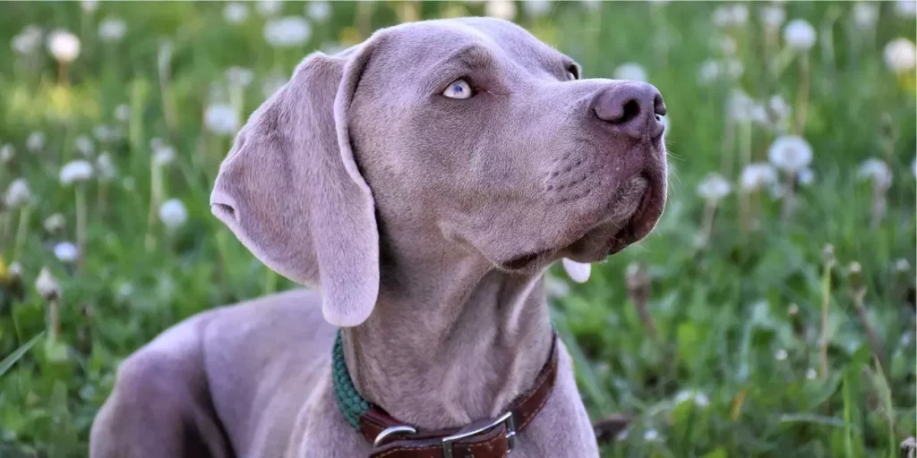 Weimaraner