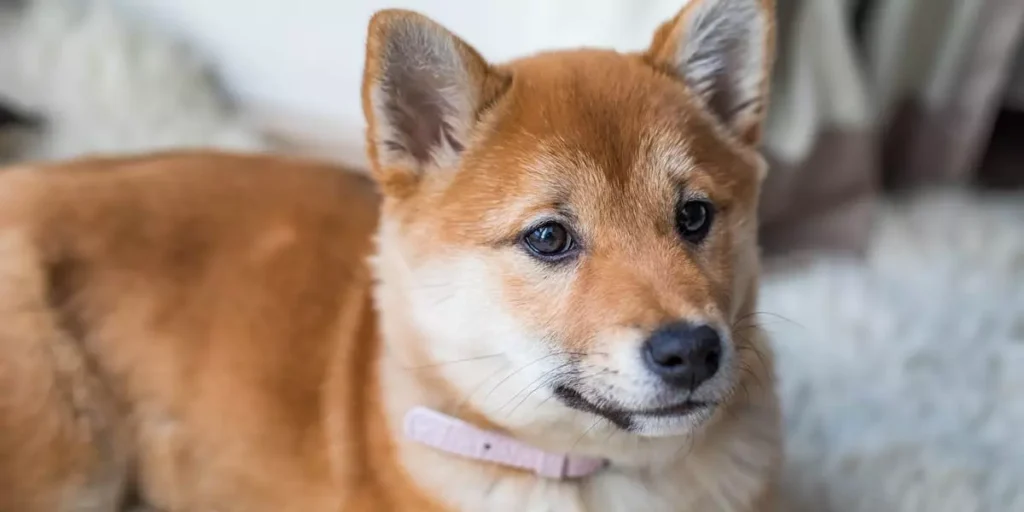 cachorro hokkaido