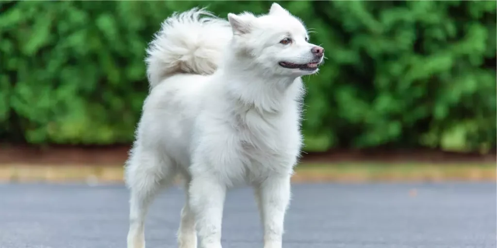 cão esquimó americano
