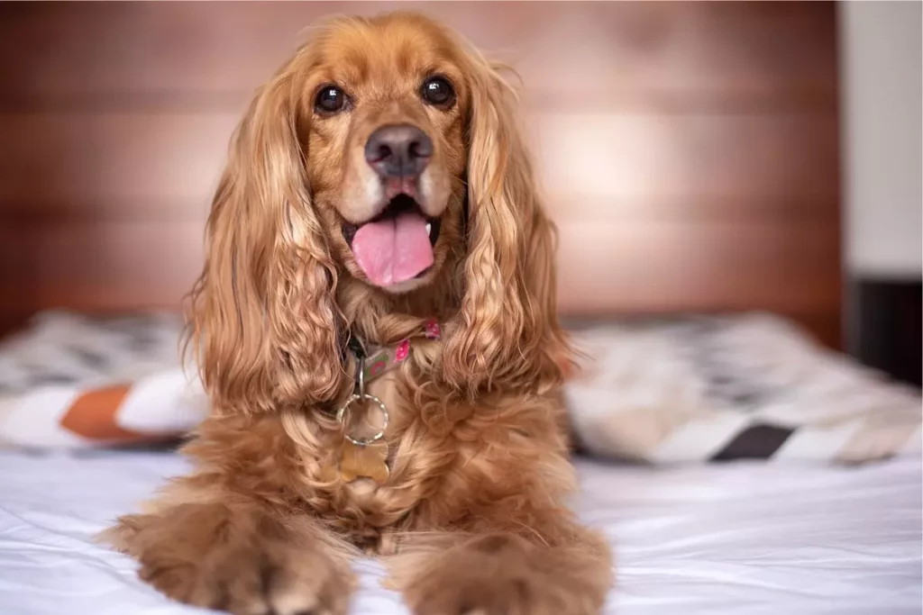 cocker spaniel