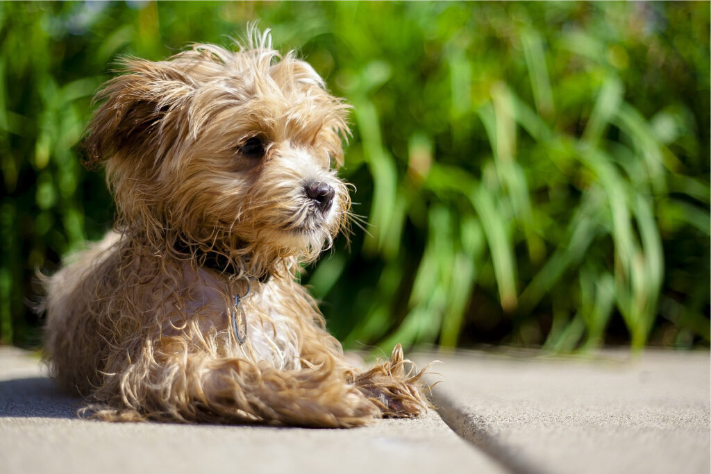 maltipoo