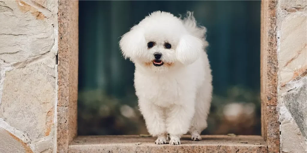 cachorro branco