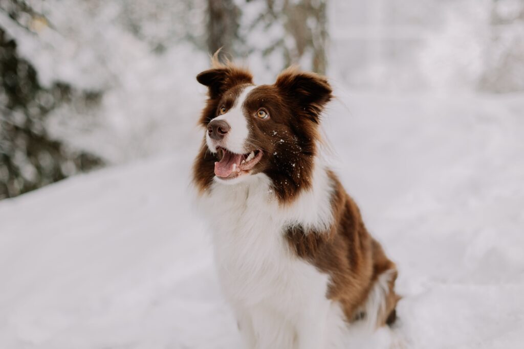 border collie marrom
