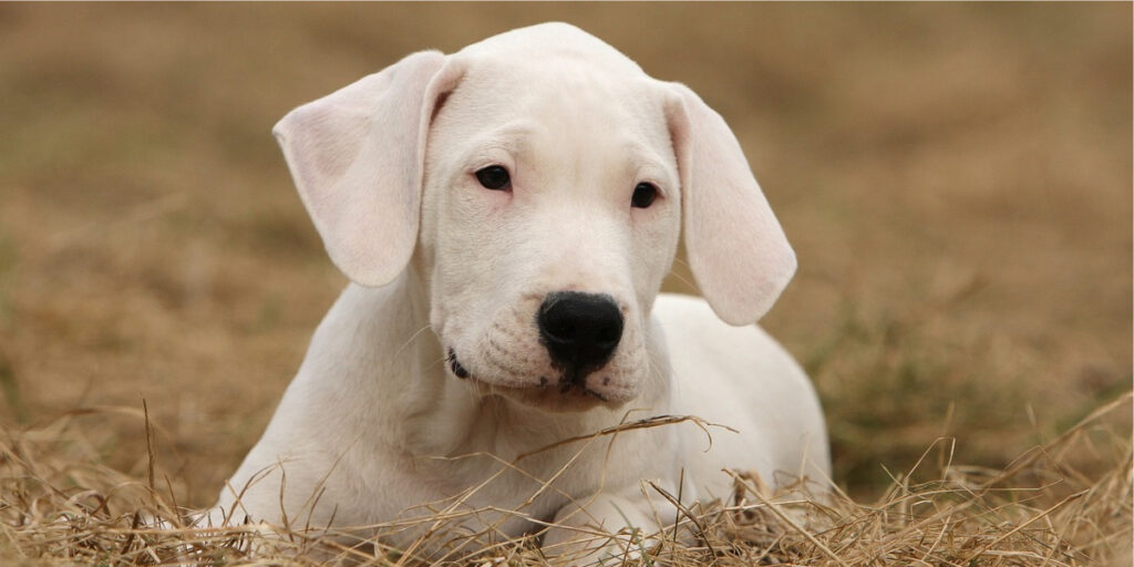 cachorro branco