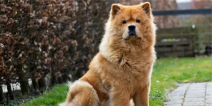 Chow Chow: o que todos deveriam saber antes de ter um