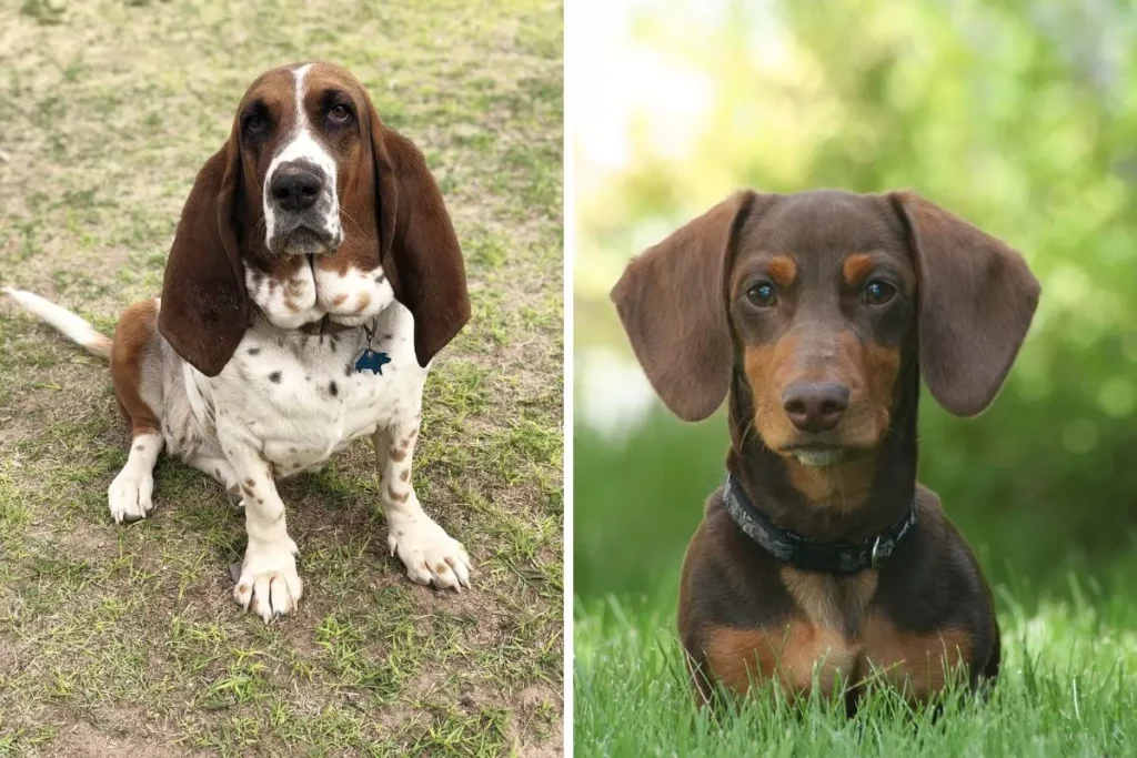 diferenças entre basset hound e dachshund