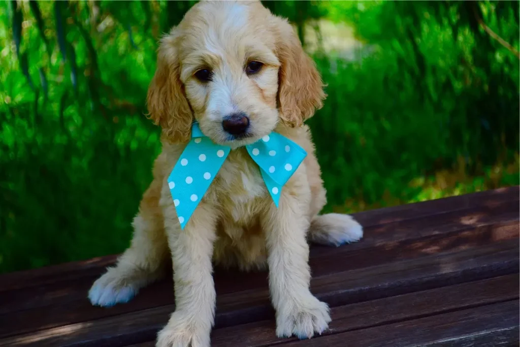 goldendoodle