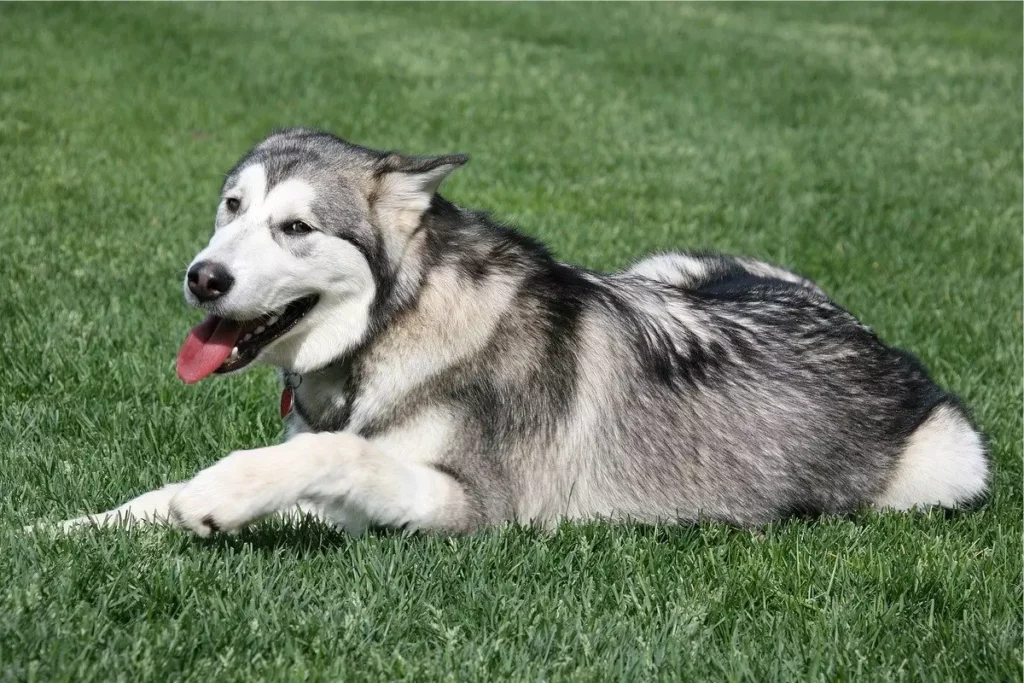 Malamute do Alasca