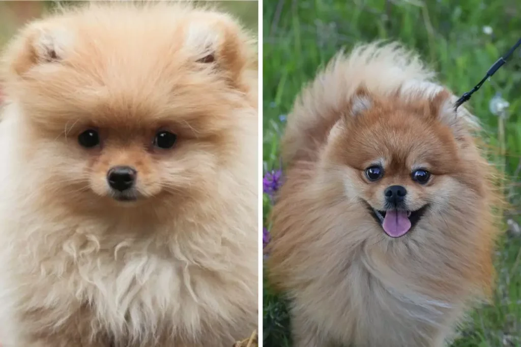 diferenças entre Lulu da Pomerânia e Spitz Alemão