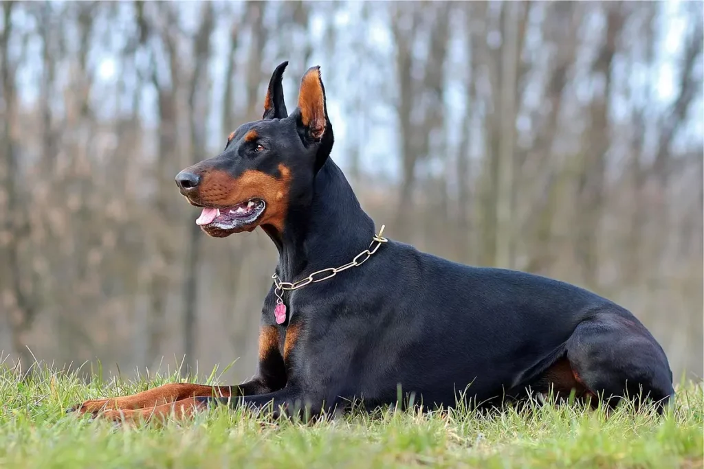 raças de cachorros magros