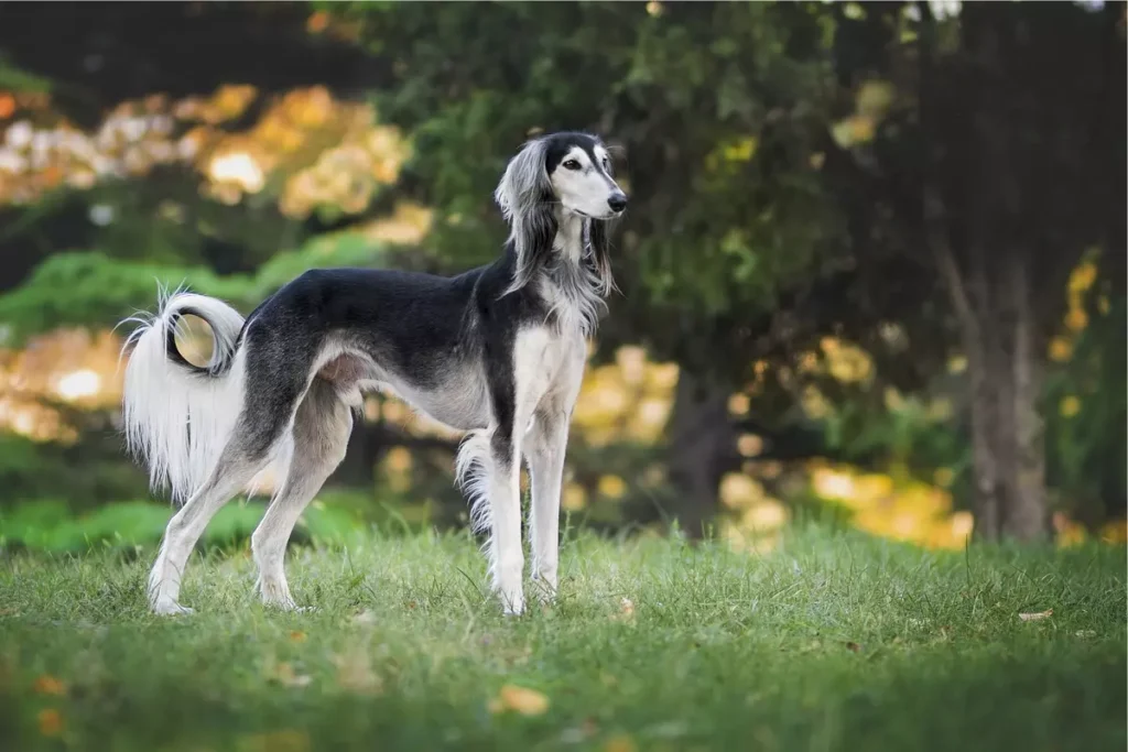 raças de cachorros magros