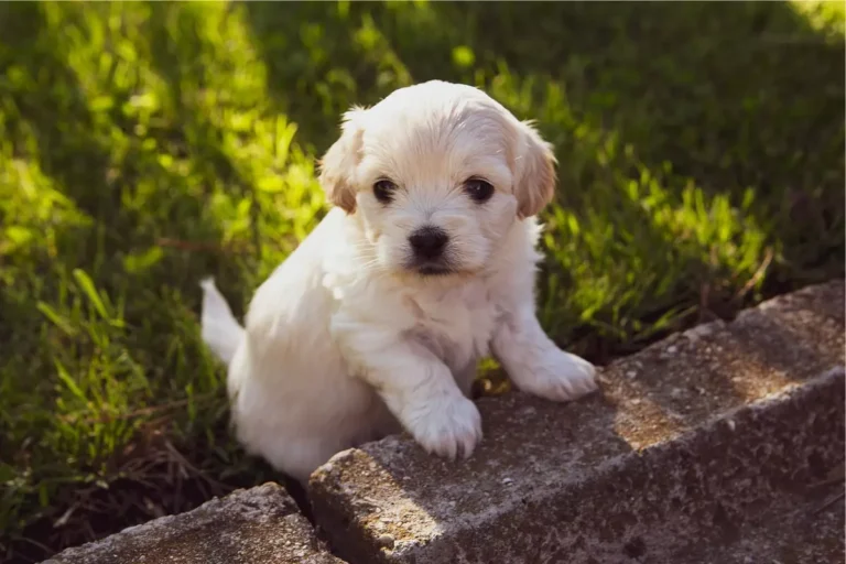 nomes para cachorro fêmea em inglês