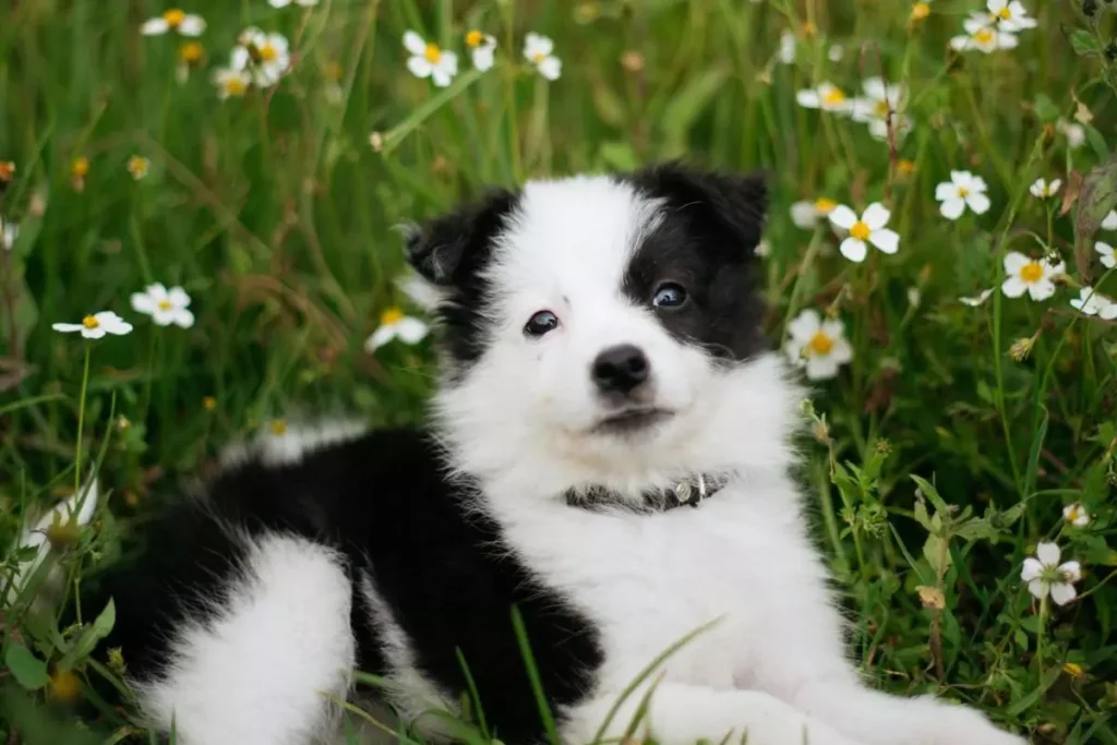 nomes para cachorro preto e branco