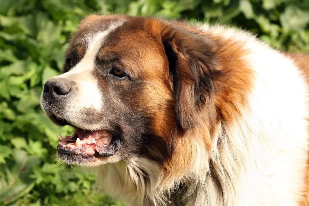 cachorros que parecem com urso
