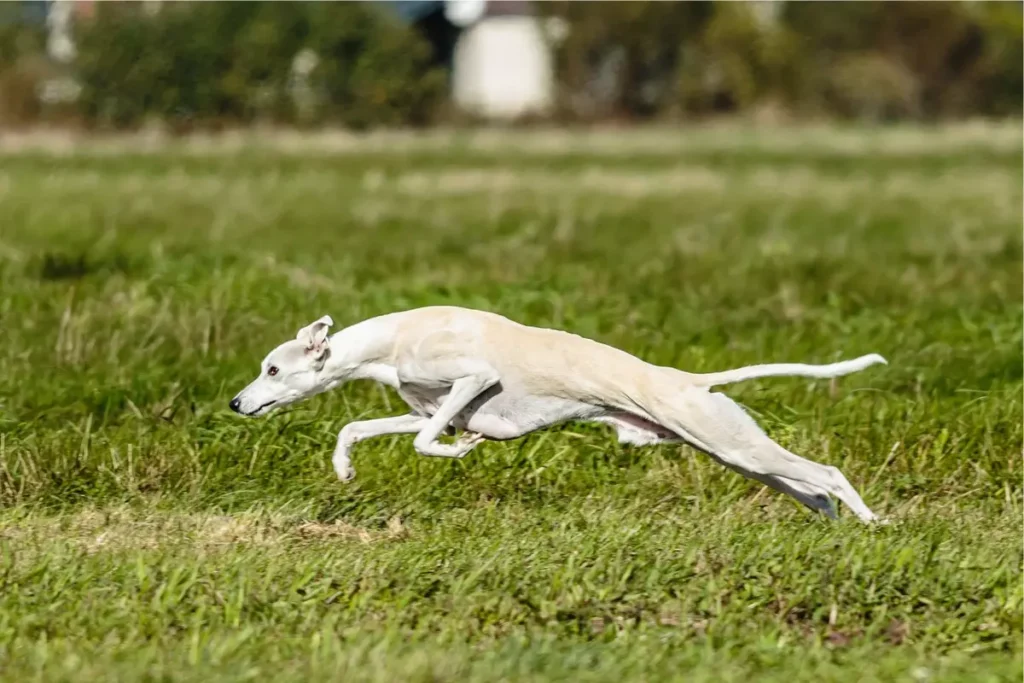 raças de cachorros magros