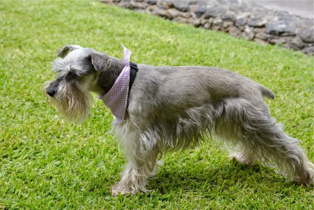 Schnauzer