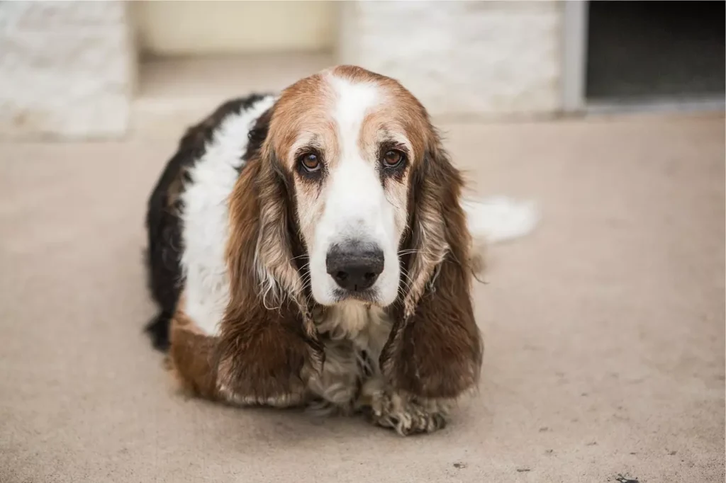 basset hound