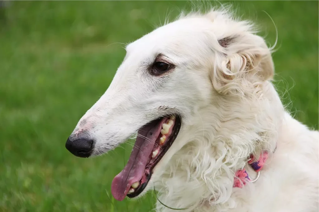 raças de cachorros de focinho longo