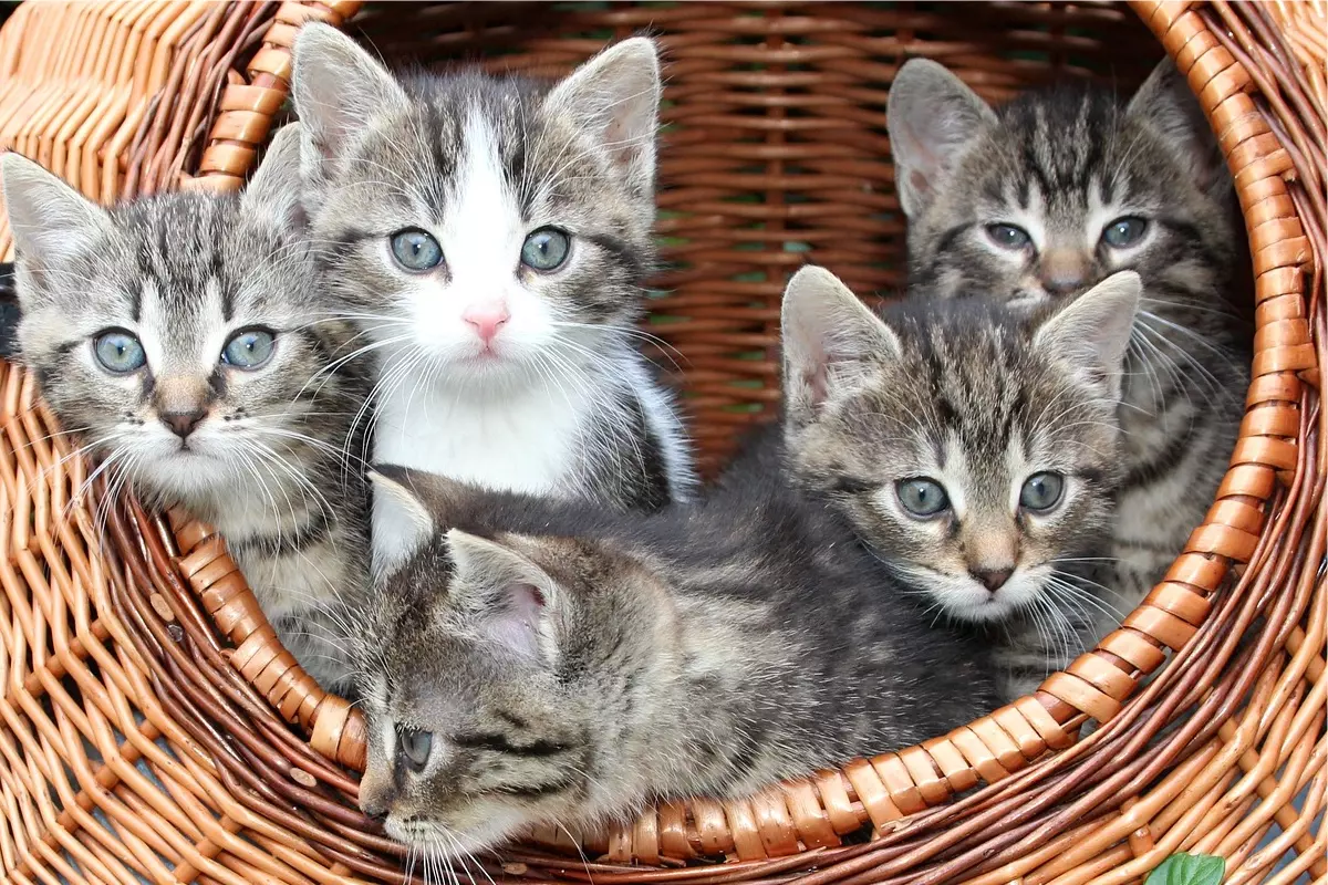 Coletivo de gatos: veja aqui como é a nomenclatura correta