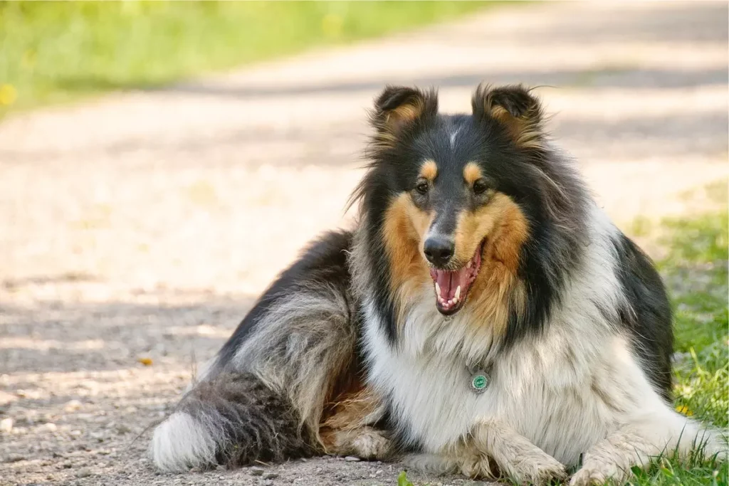 raças de cachorros com focinho longo