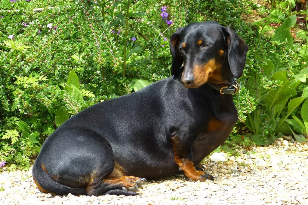 cachorros de pernas curtas