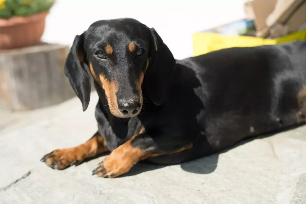 raças de cachorros com focinho longo