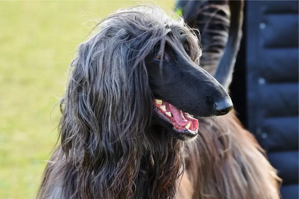 galgo afegão