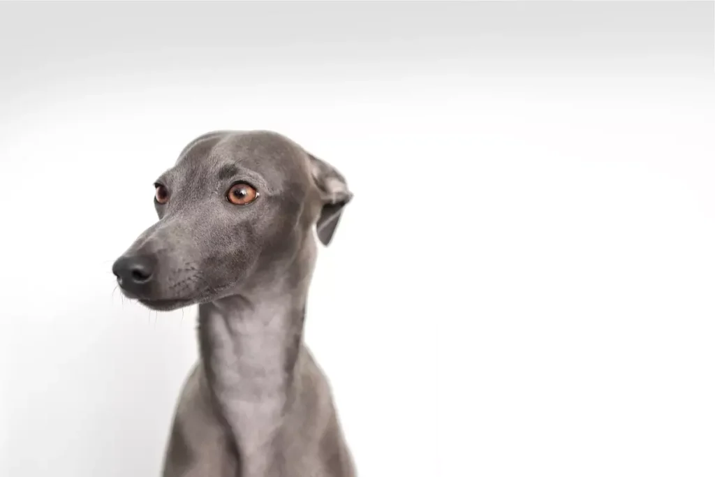 galgo italiano