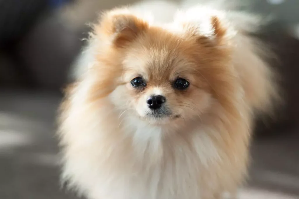 Lulu da Pomerânia, cachorros de pernas curtas