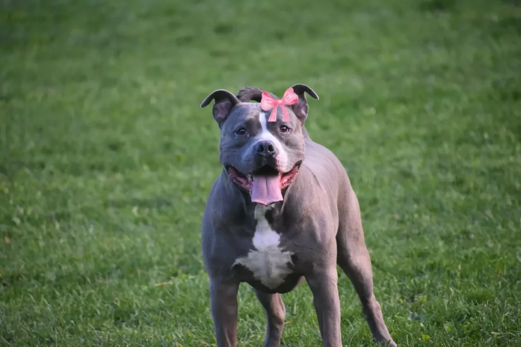 nomes para pitbull fêmea