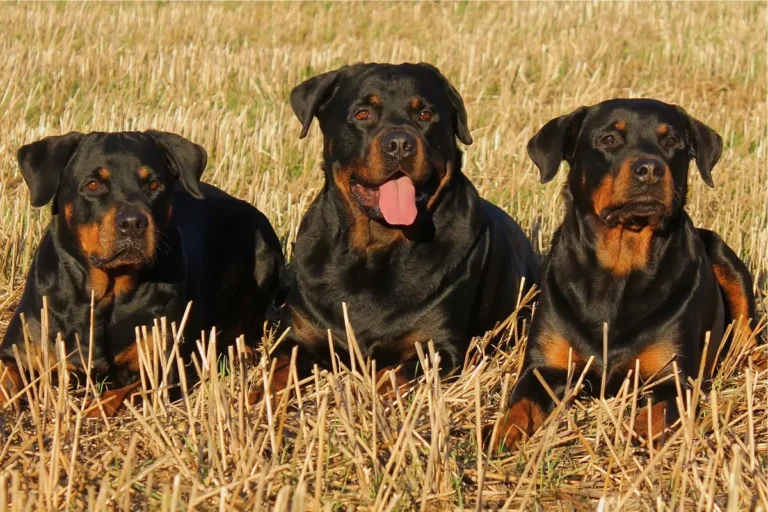 nomes para rottweiler