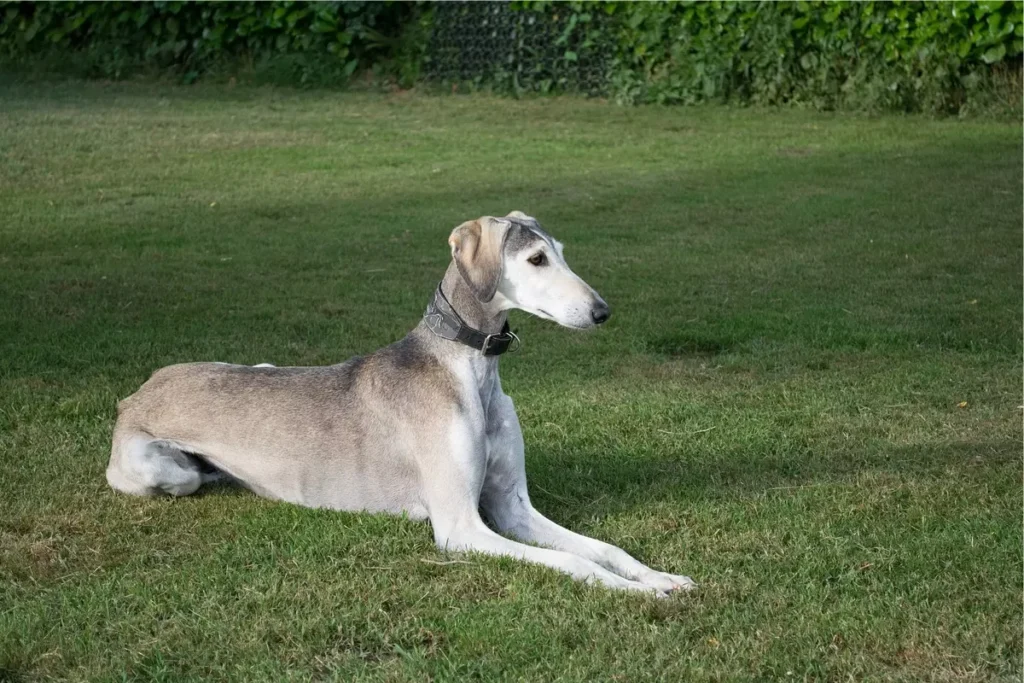 saluki