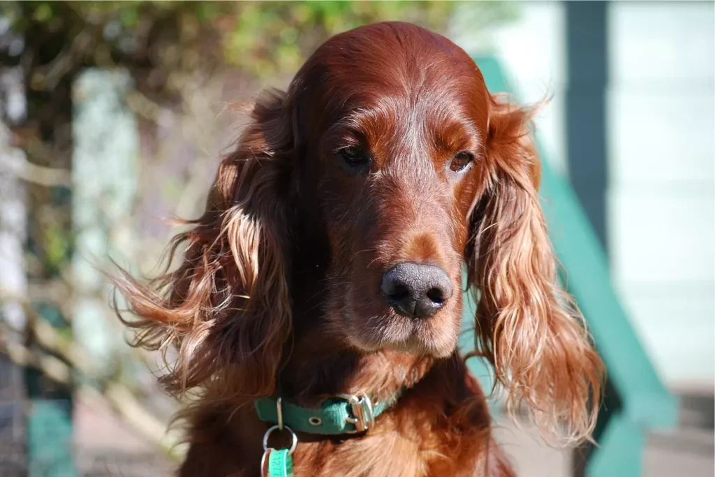 setter irlandês