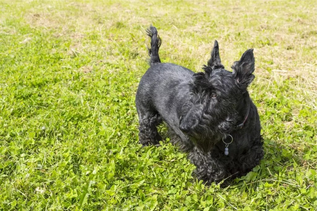 terrier escocês, cachorros de pernas curtas