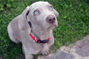 Raças de cachorro cinza