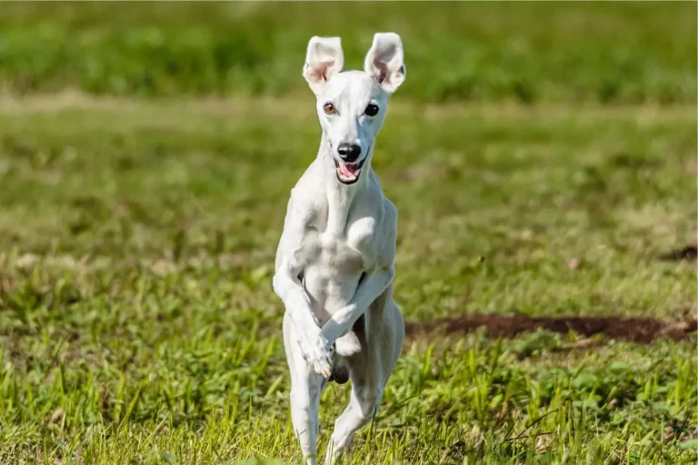 tipos de galgo