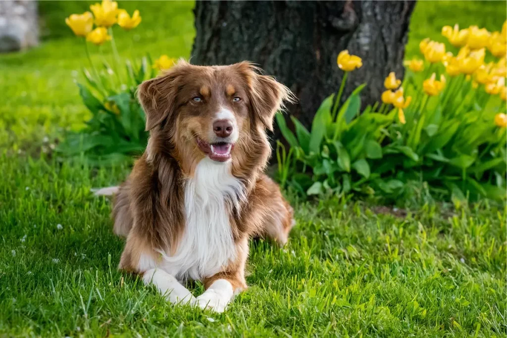 tipos de cachorros pastores