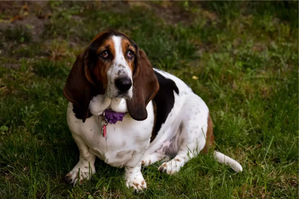 basset hound