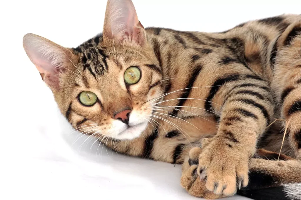 bengal