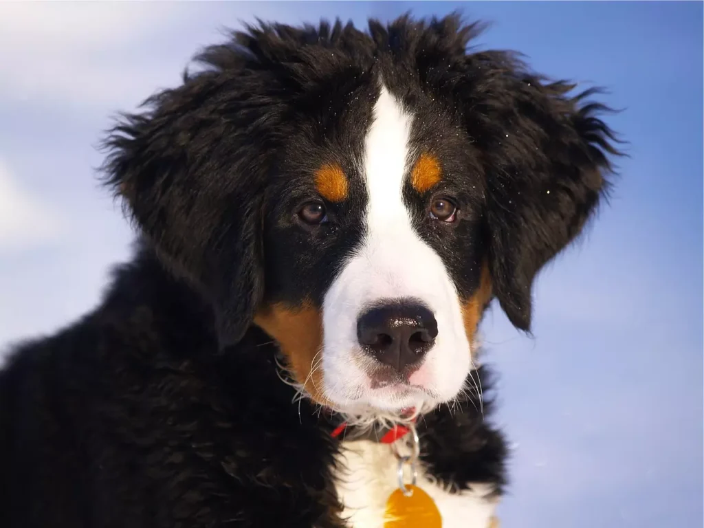 cachorro peludo