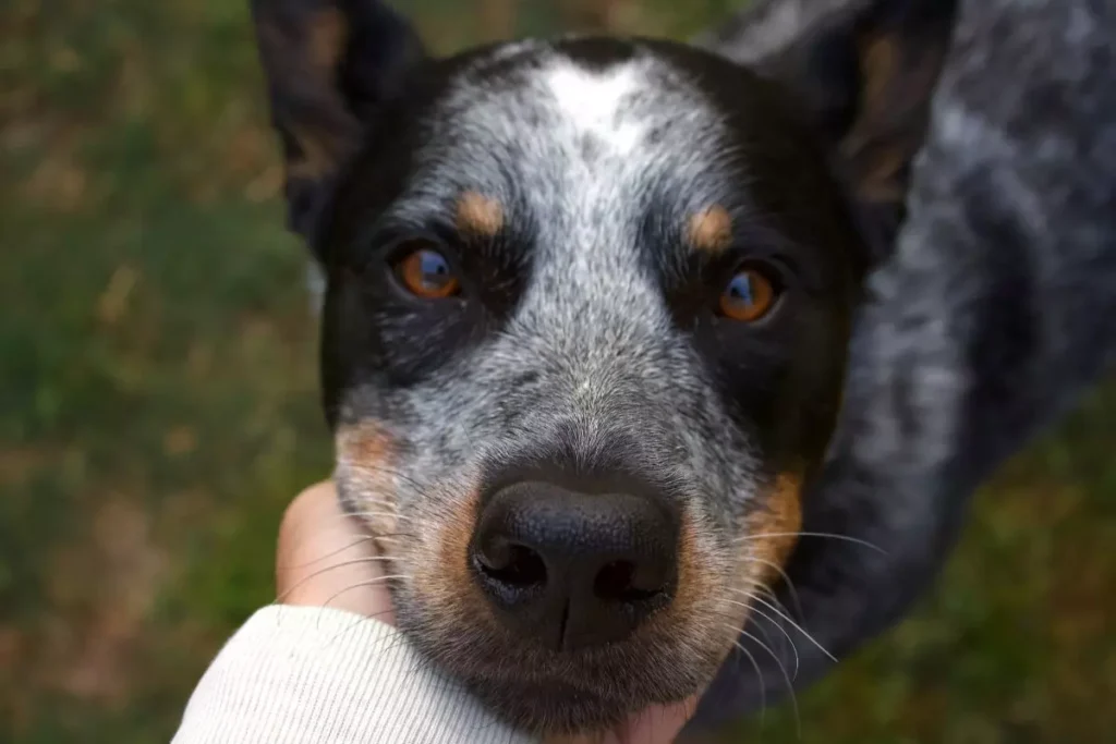 cachorro mais inteligente do mundo