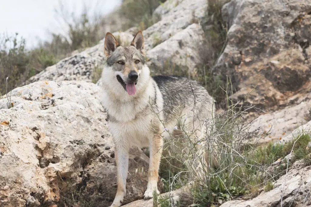 Cão-lobo Tchecoslovaco