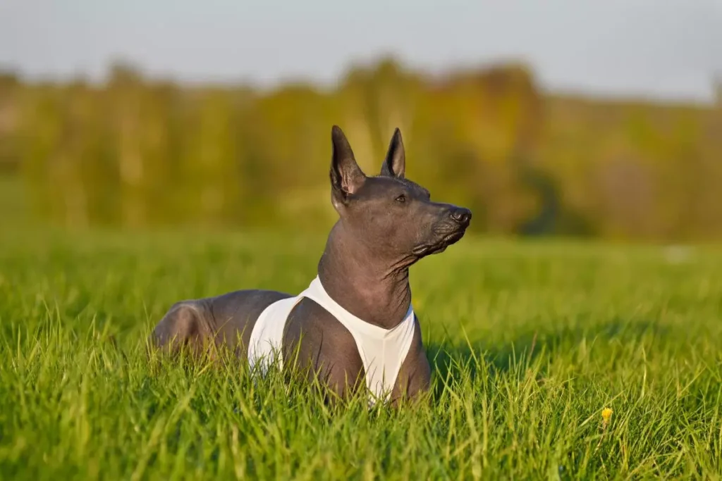 cachorro sem pelo